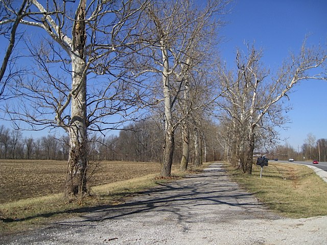 sycamore row